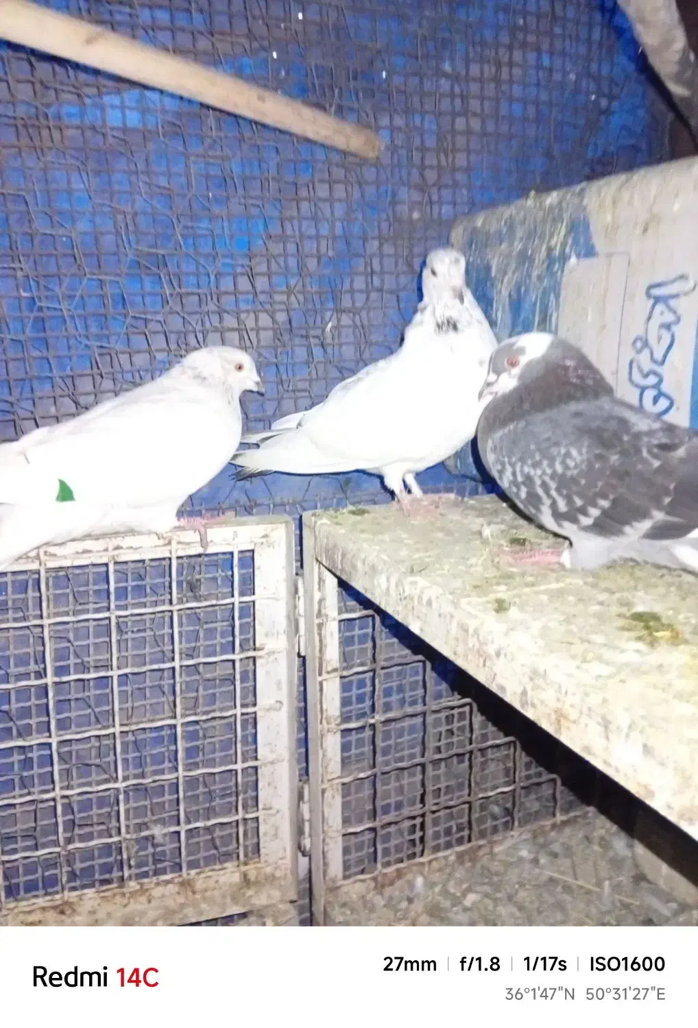 سلام سه عدد تهرانی|حیوانات|نظرآباد, احمد آباد|دیوار