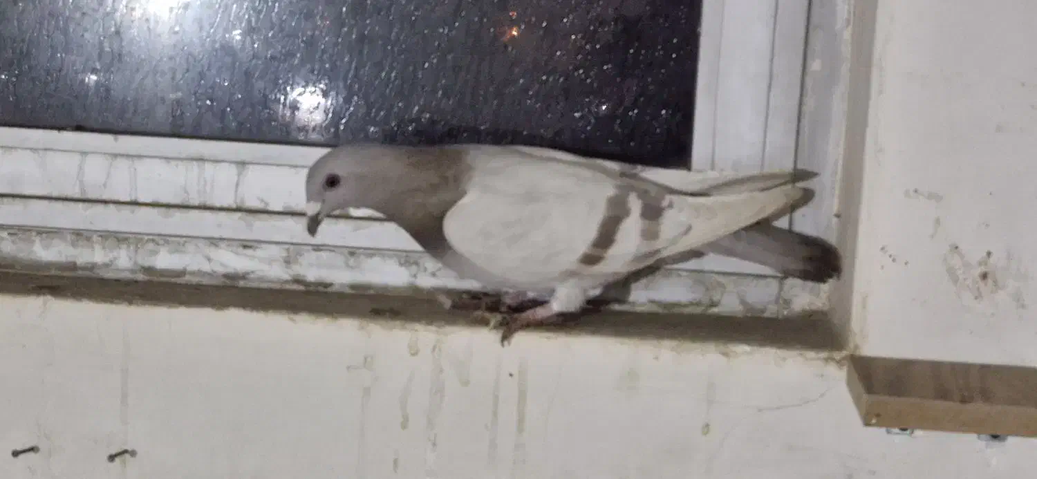 کبوتر پلاکی رنگی|پرنده|مبارکه, |دیوار