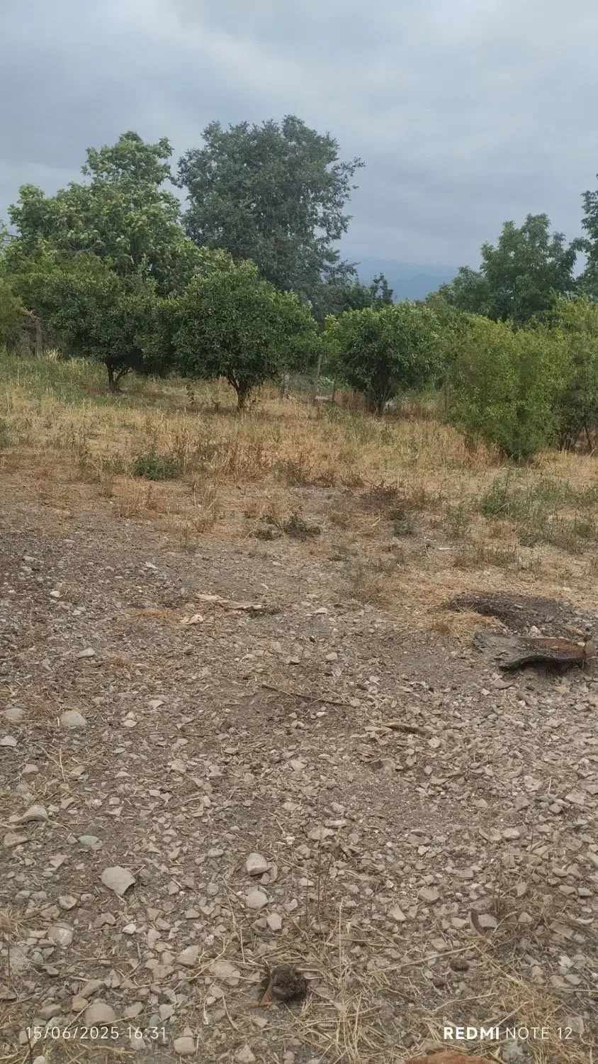 زمین|فروش زمین و ملک کلنگی|بندر گز, |دیوار