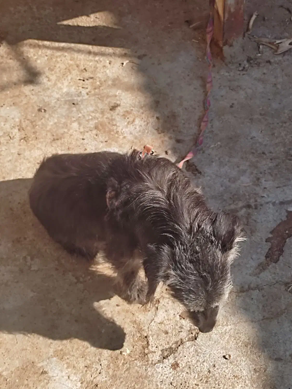 سگ خانگی|سگ|زاهدان, |دیوار