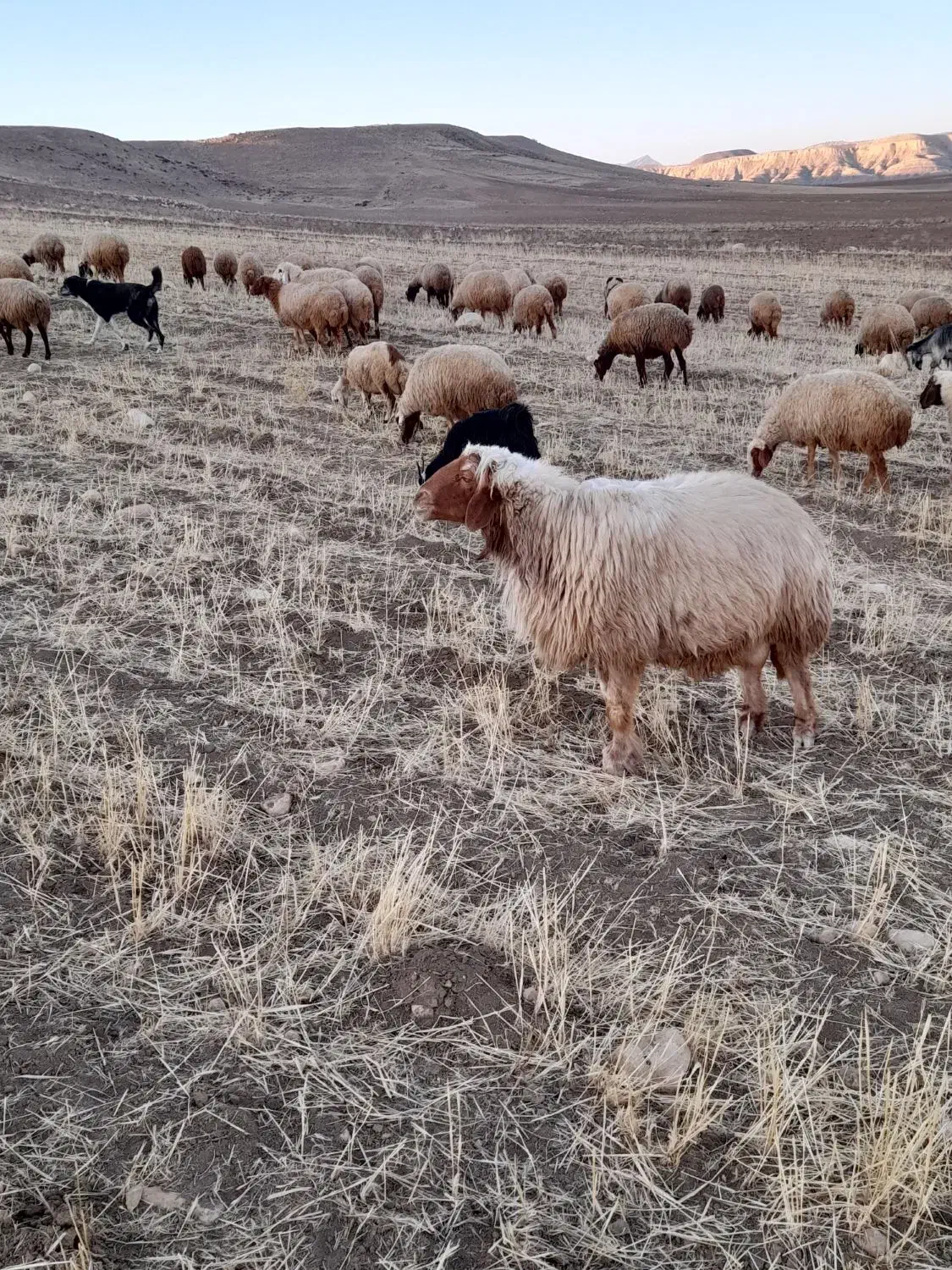 قوچ|حیوانات مزرعه|هلیلان, |دیوار