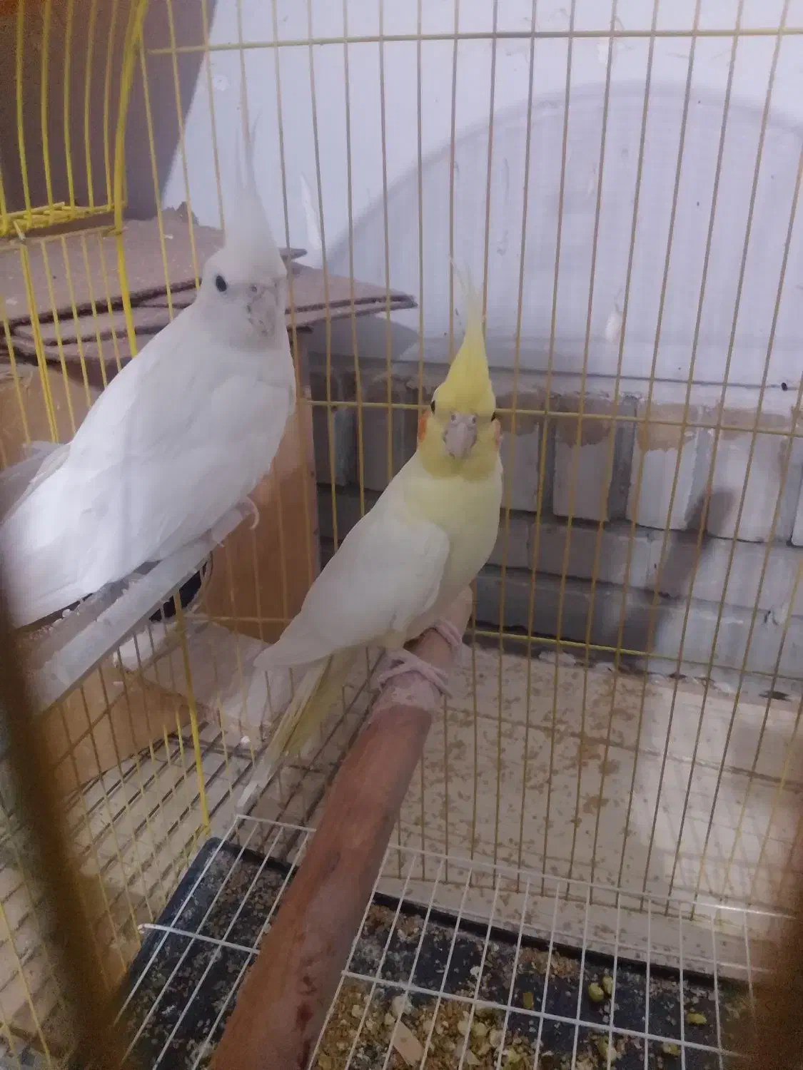 فروش یک جفت عروس مولد اولین تخم گذاشته|پرنده|ایرانشهر, |دیوار