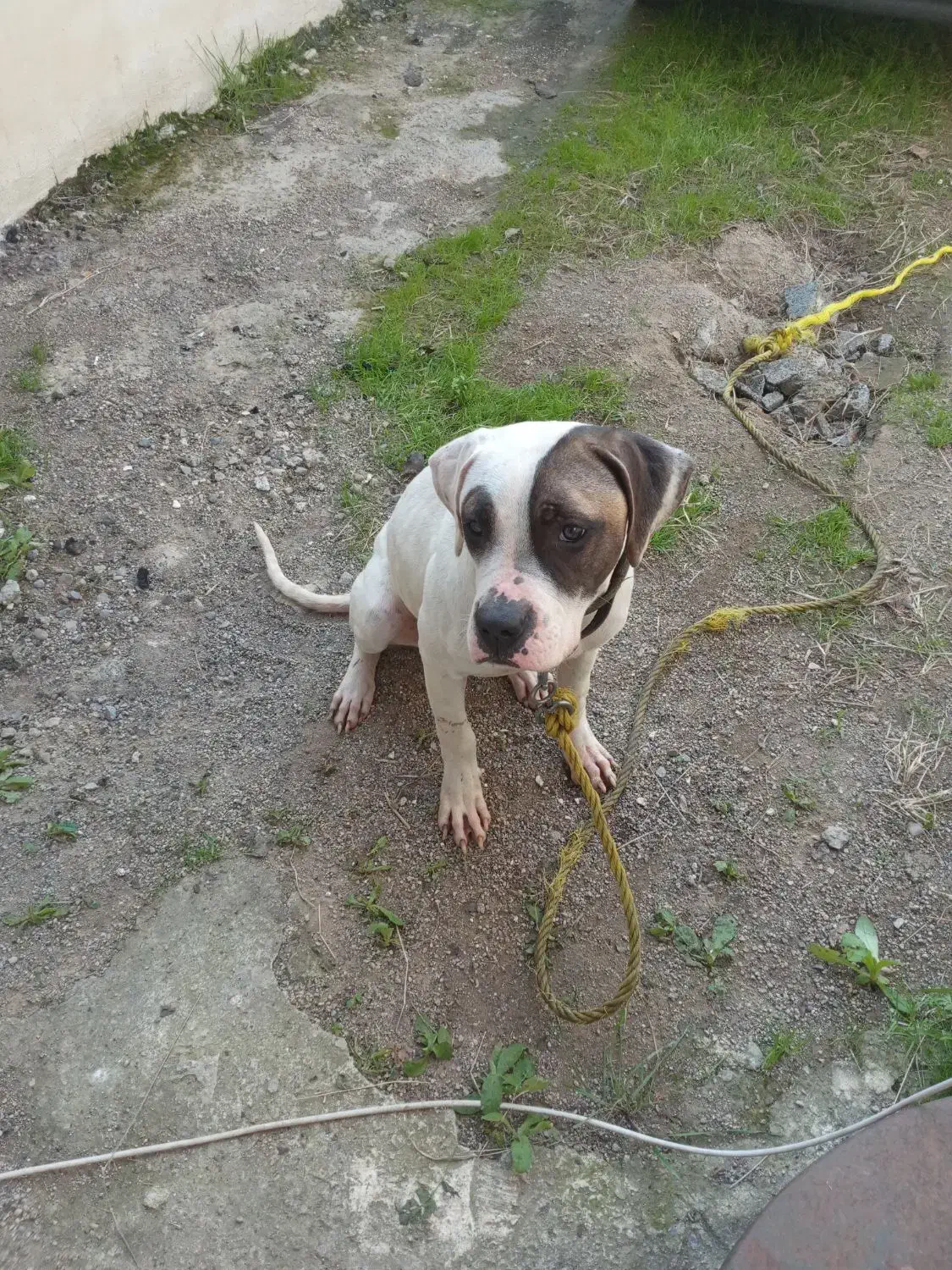 واگذاری پیت بول|سگ|چمستان, |دیوار