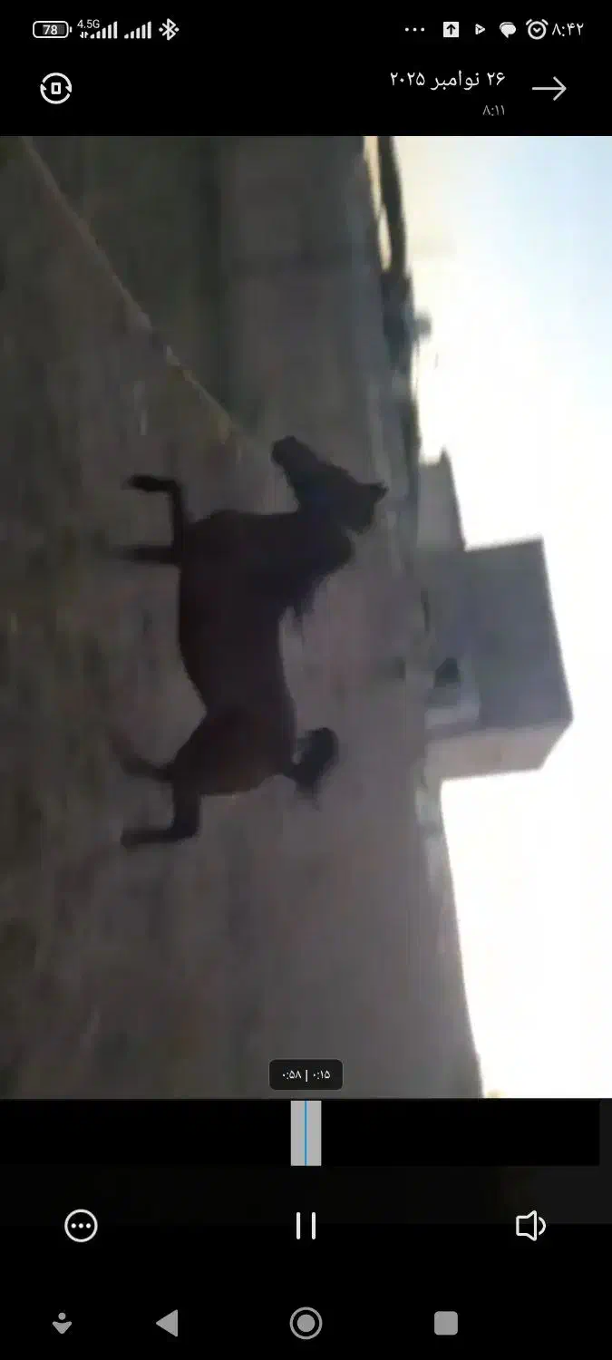 کره نریان ۳۰ ماه|اسب و تجهیزات اسبسواری|تهران, امام خمینی|دیوار