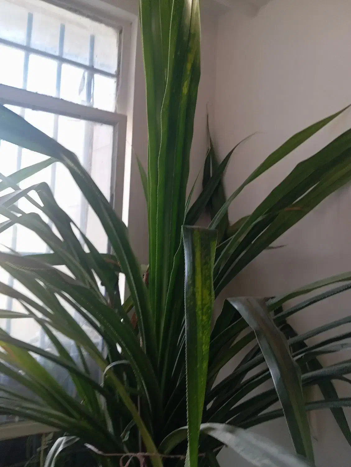 گل پاندانوس|گل و گیاه طبیعی|تربتحیدریه, سیلوی گندم|دیوار