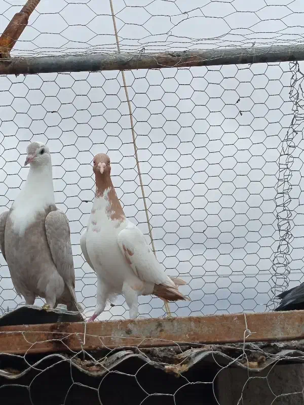 سفید سیستان نر و سر سفید|پرنده|کرمان, |دیوار