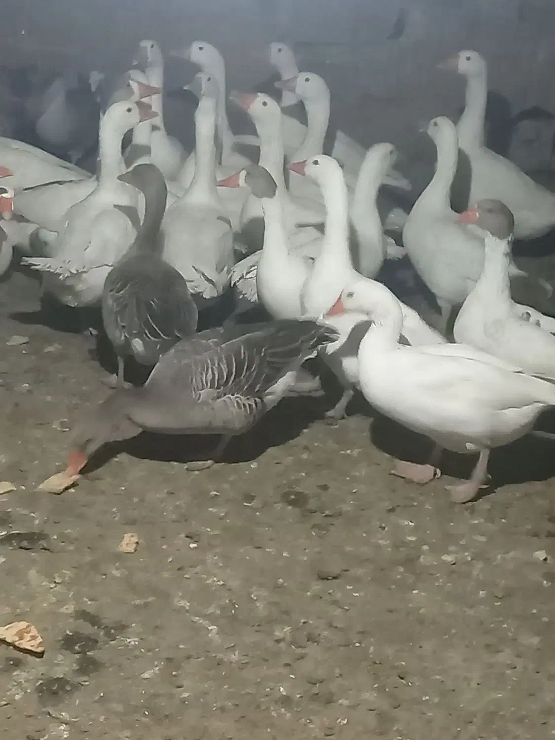 29قاز محلی تخمگذار|حیوانات مزرعه|مریوان, |دیوار