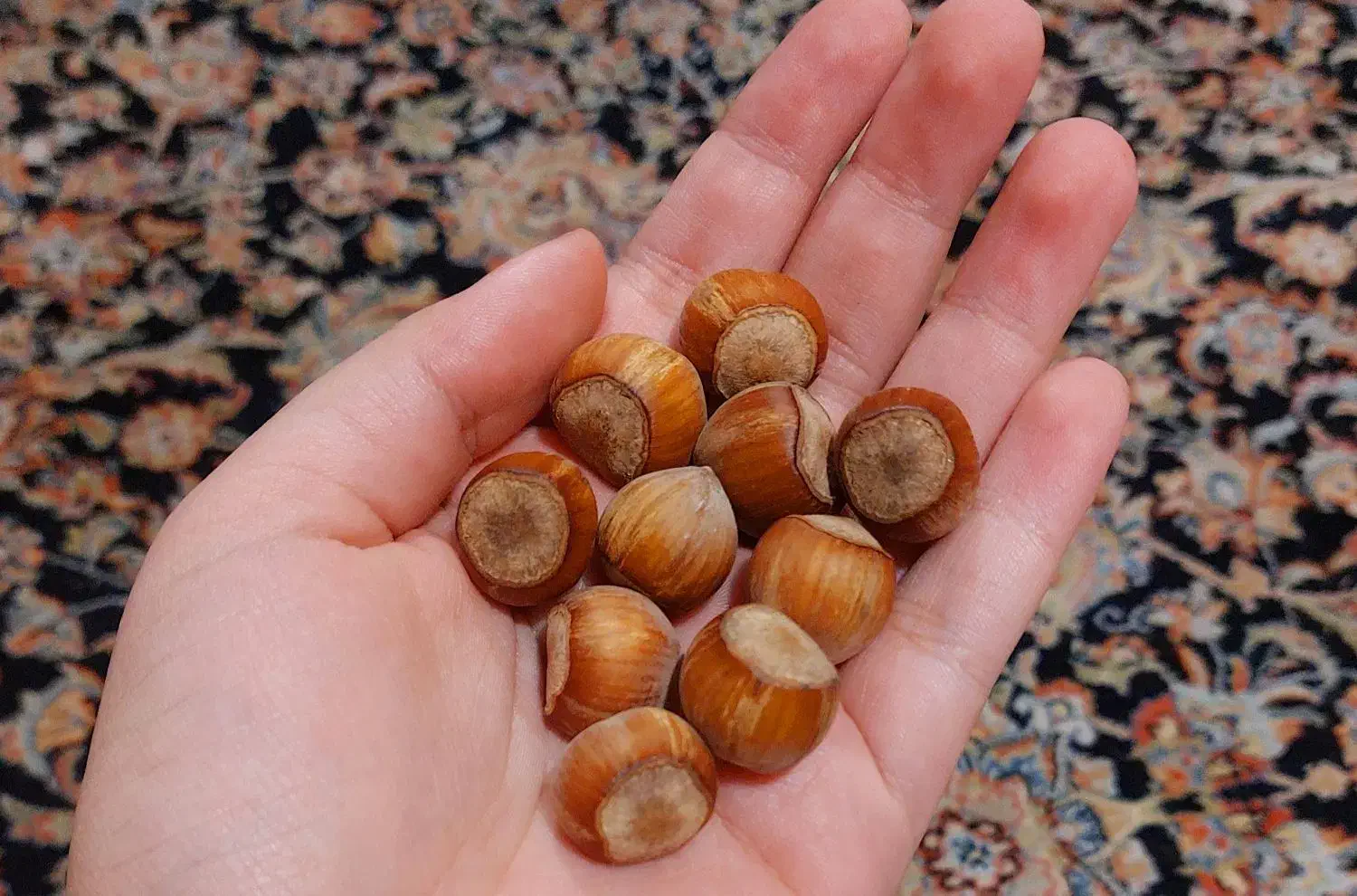 فندق درجه یک الموت قزوین|خوردنی و آشامیدنی|قم, شهرک قدس|دیوار