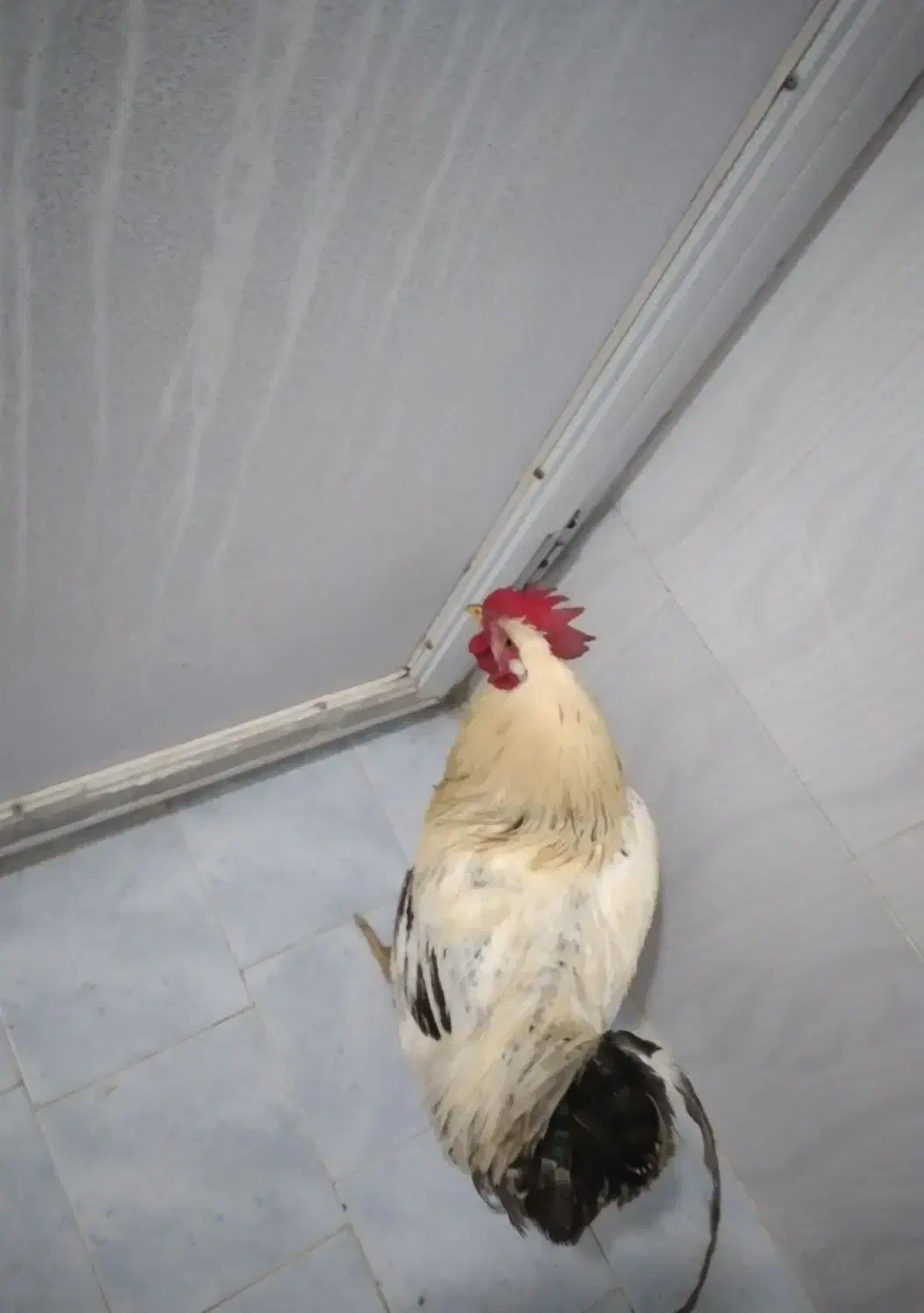 خروس‌محلی‌تازه‌از‌خلخال‌اومده‌هرکی‌خواست‌در‌خدمتم|حیوانات مزرعه|نسیم‌شهر, |دیوار