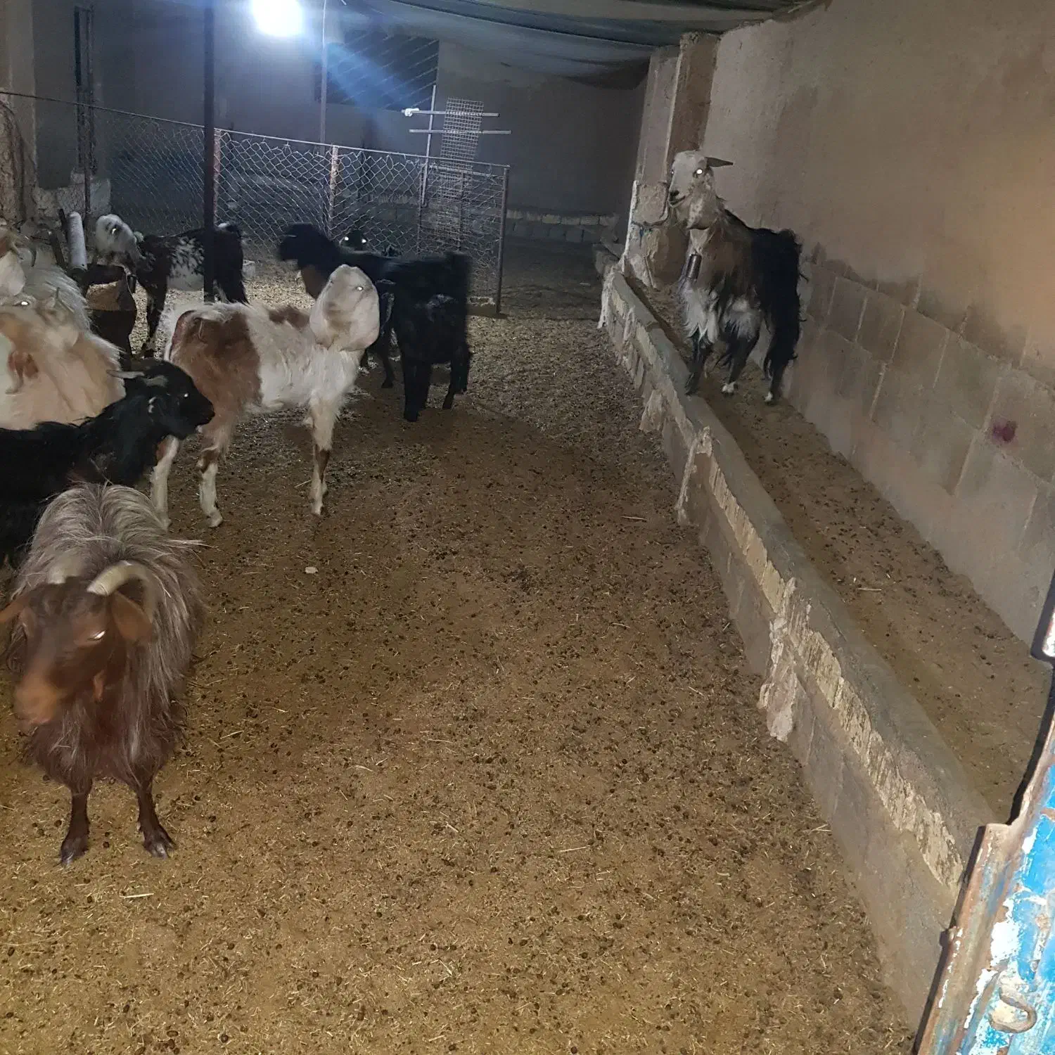 تعدادی بز پاکستانی وبز شهرکردی ودورگ|حیوانات مزرعه|شاهینشهر, مورچه خورت|دیوار