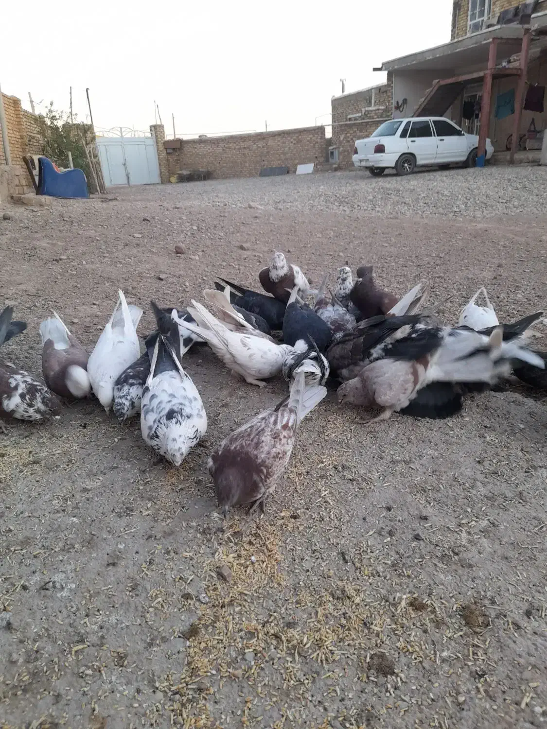 کفتر پرشی|پرنده|افشار, |دیوار