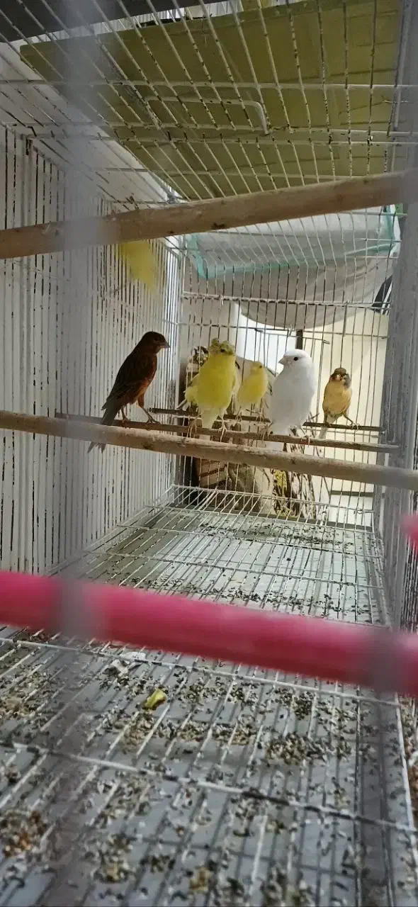 قناری ماده|پرنده|رشت, کوی مهر|دیوار