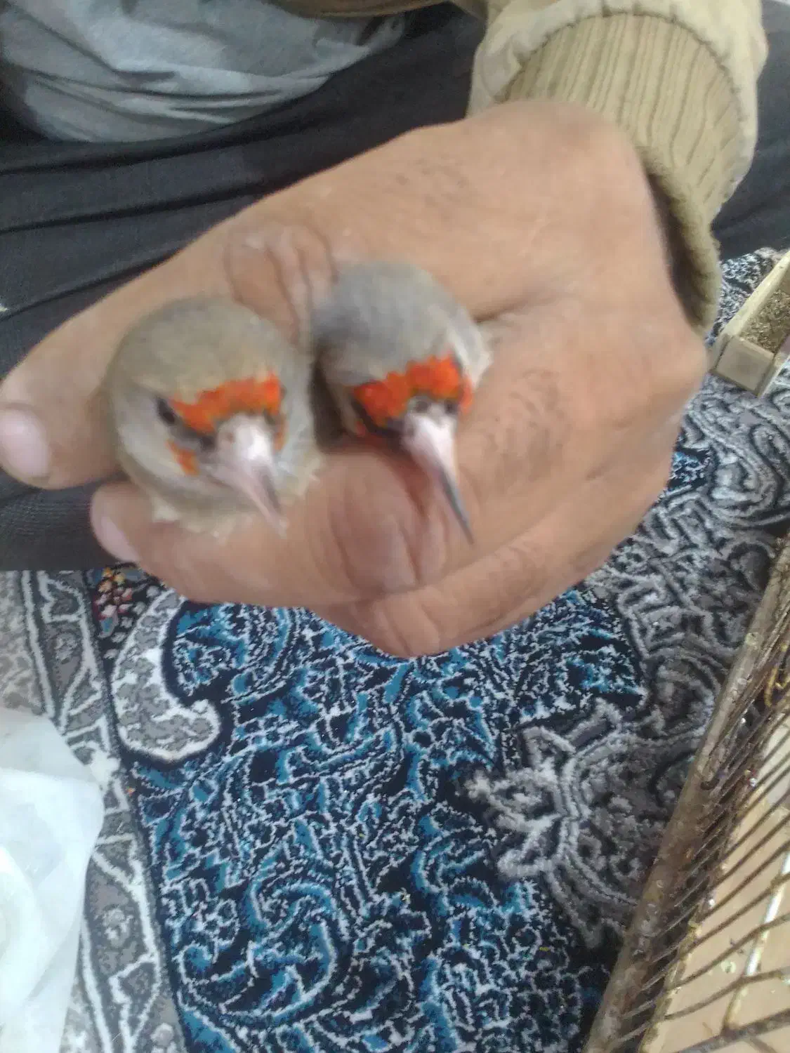 خرید و فروش سهره|پرنده|ارسنجان, |دیوار