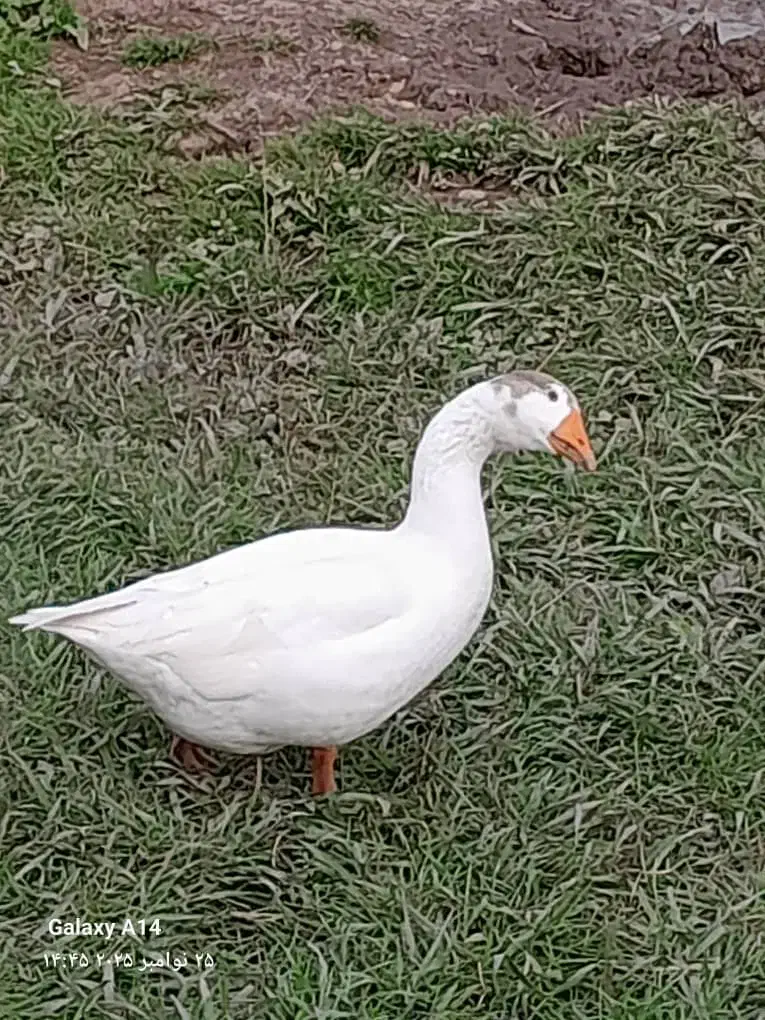 غازمحلی|حیوانات مزرعه|سنگر, |دیوار