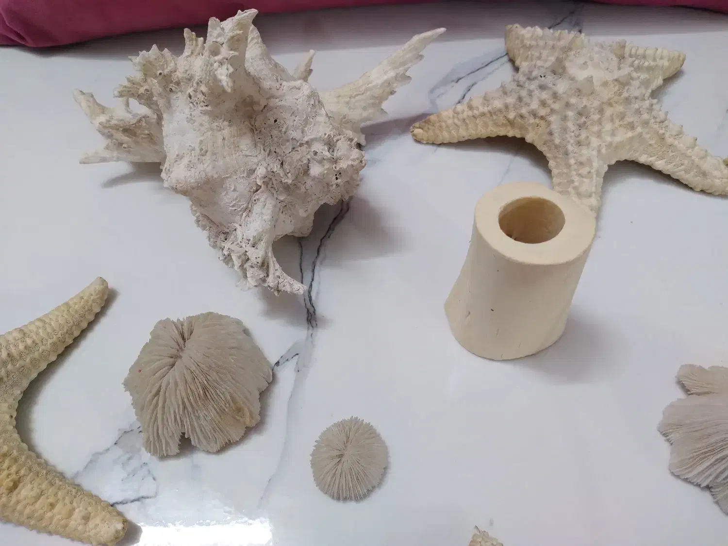 شل وستاره مناسب اکواریوم وویترین دکور کرج وتهران|بدلیجات|کرج, پیشاهنگی|دیوار