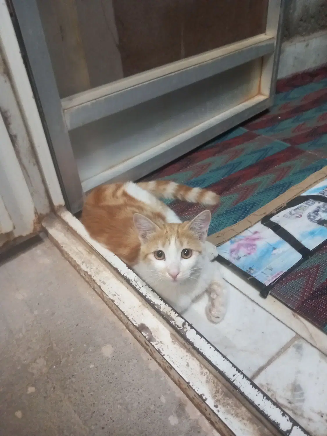 گربه|گربه|گناباد, |دیوار