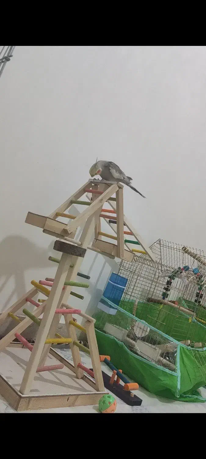 عروس هلندی گم شده|حیوانات|رشت, امین الضرب|دیوار