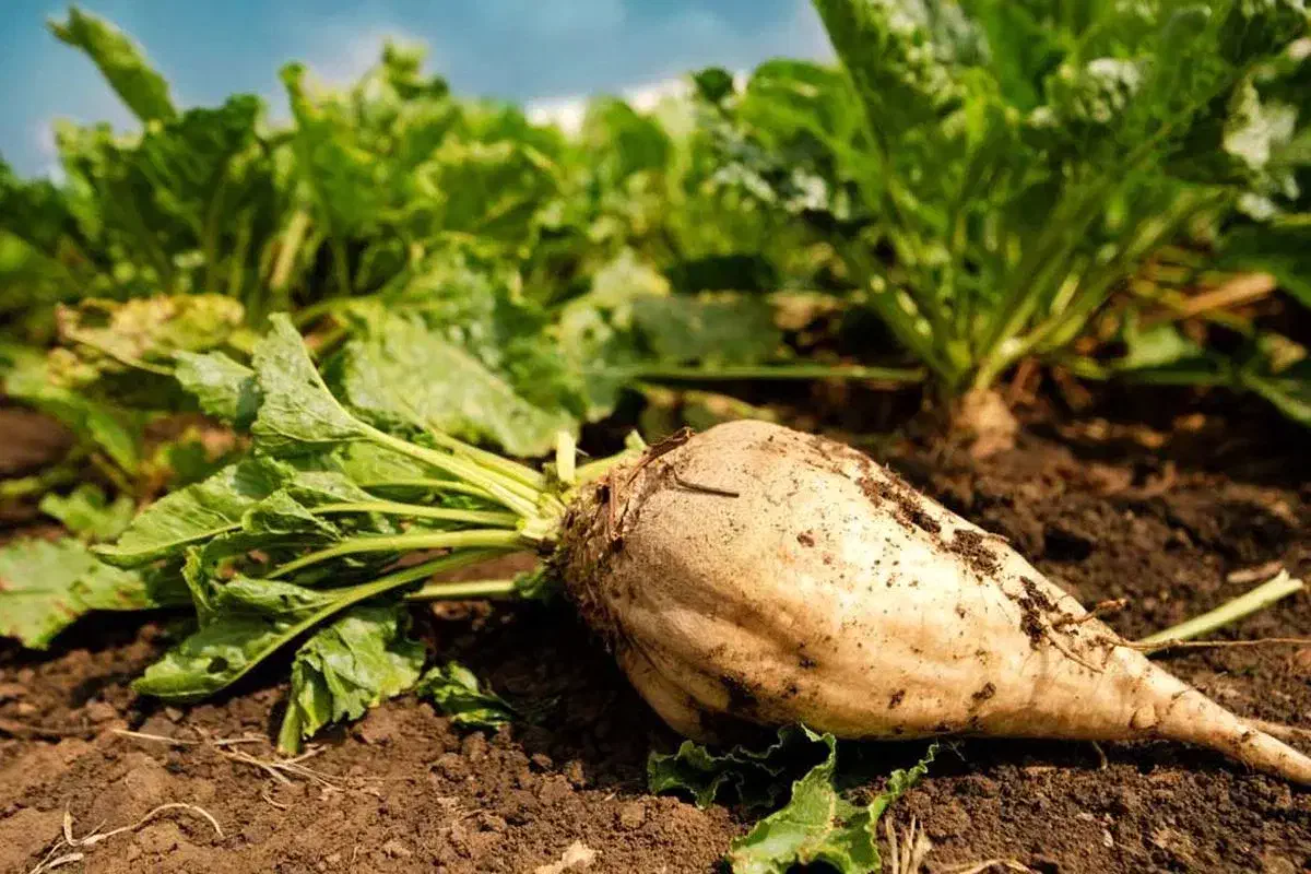 چغندر قندی|خدمات باغبانی و درختکاری|دشتابی, |دیوار