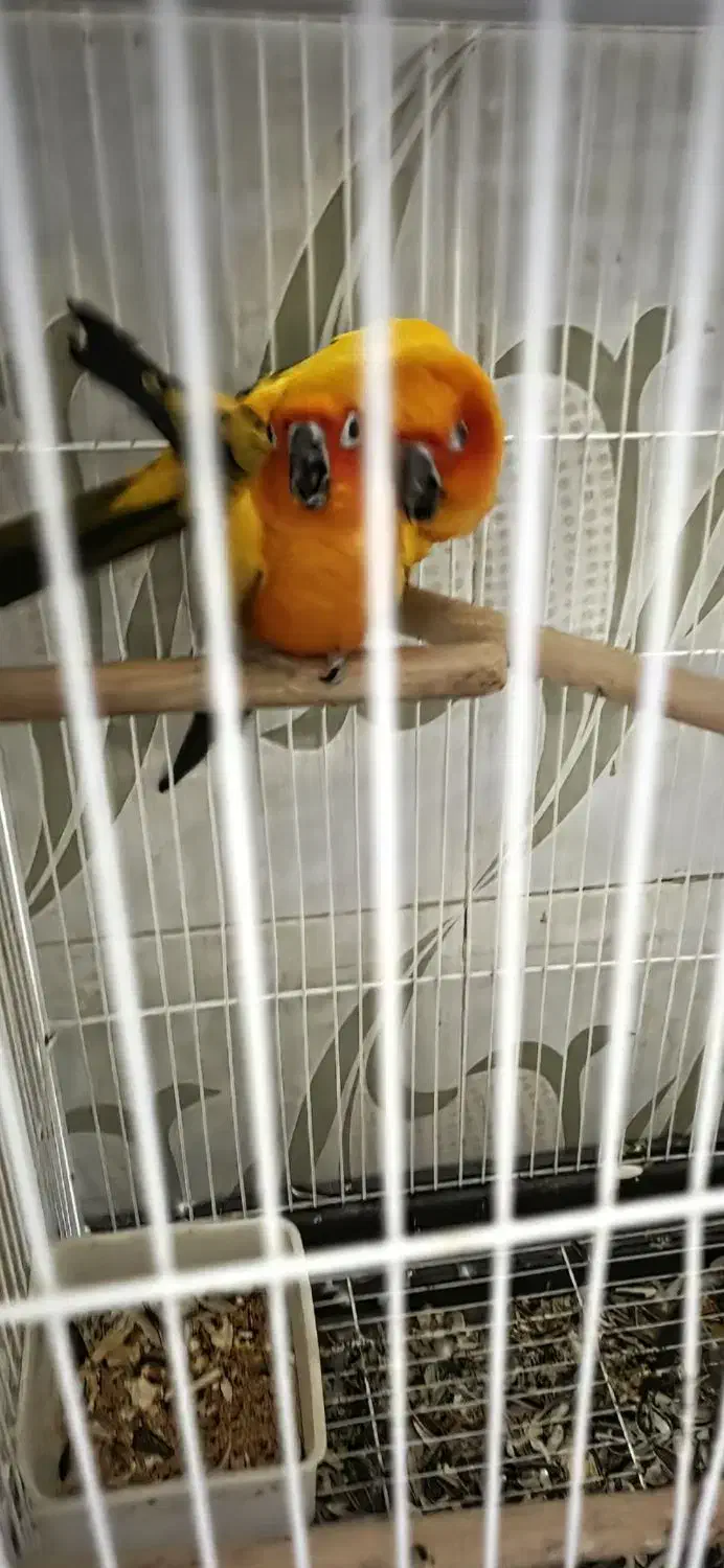 خورشیدی.شاه طوطی.رزیلا|پرنده|سراوان, |دیوار