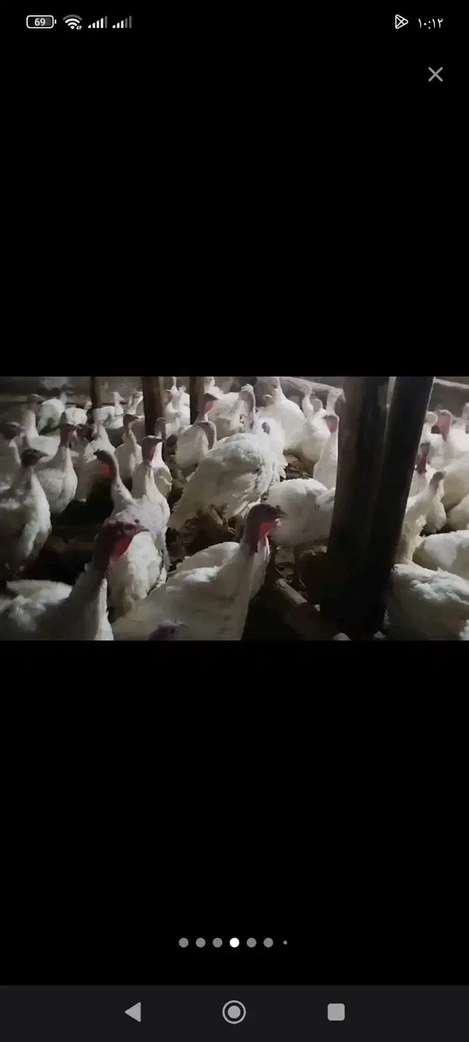 بوقلمون بیوتی|حیوانات مزرعه|شاهین دژ, |دیوار