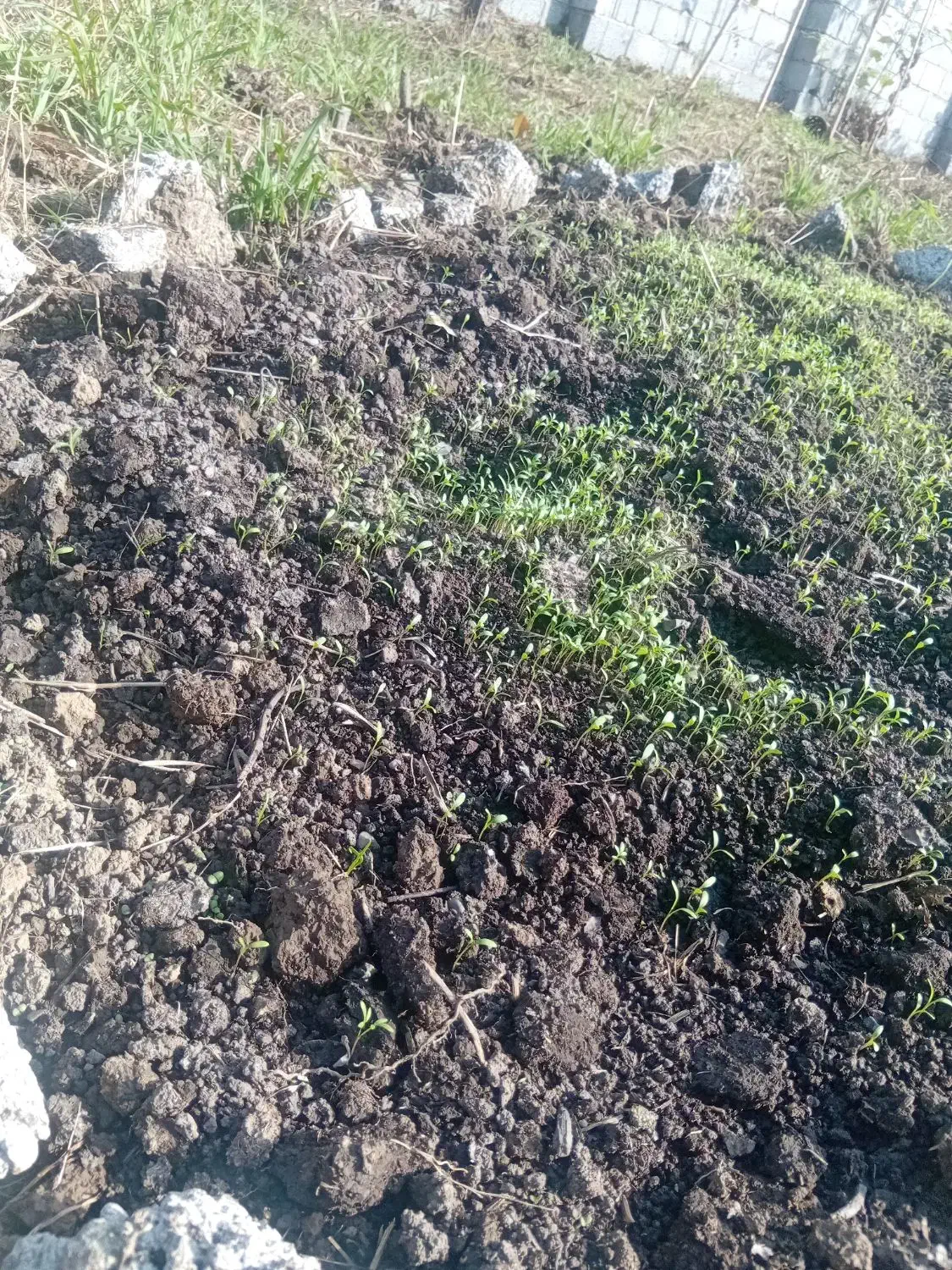 زمین باغی مناسب کیوی دور محصور|فروش زمین و ملک کلنگی|رضوانشهر, |دیوار