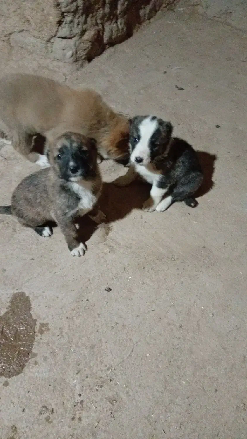 توله سگ سرابی اسل ماده ۶تابراواگزاری|سگ|بجنورد, |دیوار