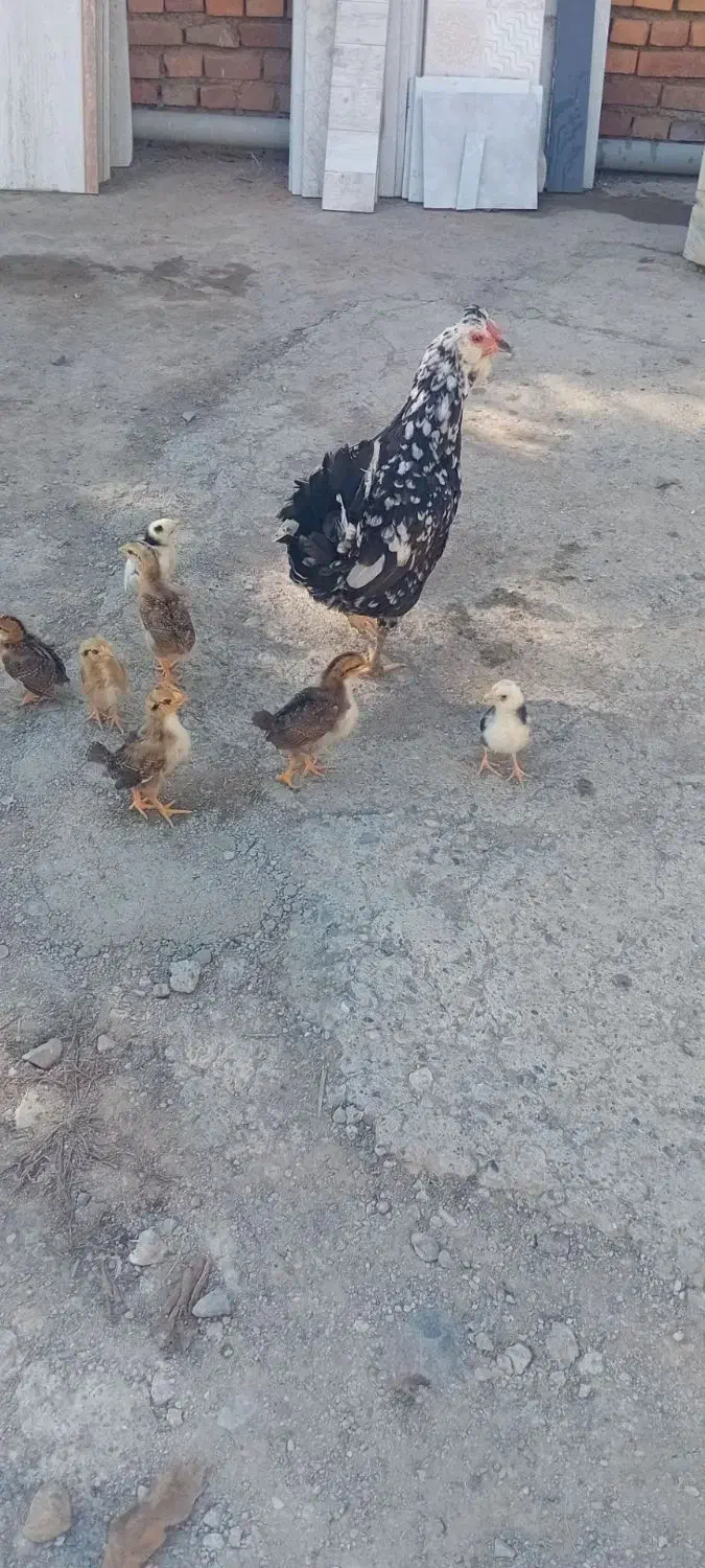 مرغ گلین خال سوزنی|حیوانات مزرعه|خان ببین, |دیوار