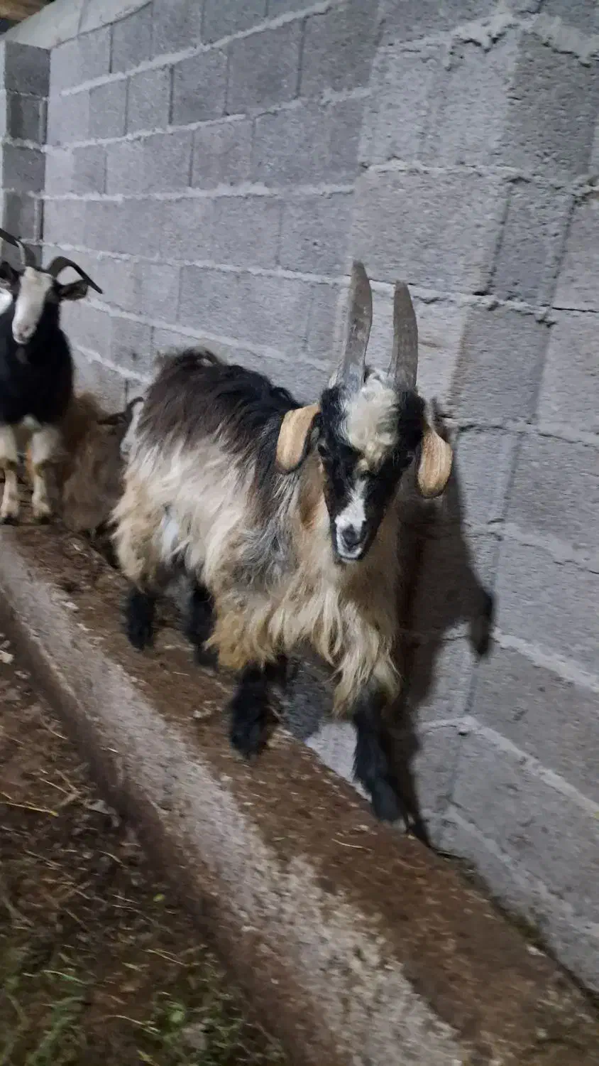 بز نر ۱ ساله حدود ۳۵ کیلویی گوسفند|حیوانات مزرعه|رشت, بازار|دیوار