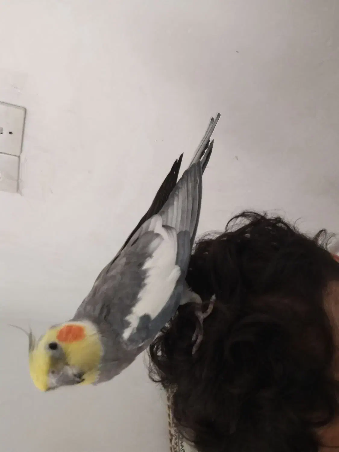 عروس هلندی نر کشیده رام و دستی|پرنده|صحنه, |دیوار