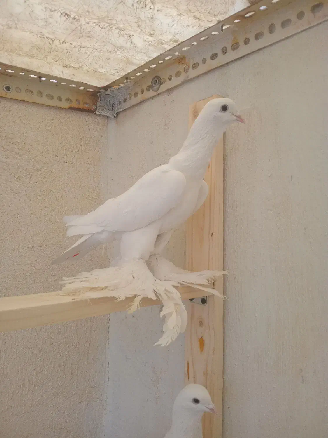 کبوتر کفتر پاپر|حیوانات|تبریز, |دیوار