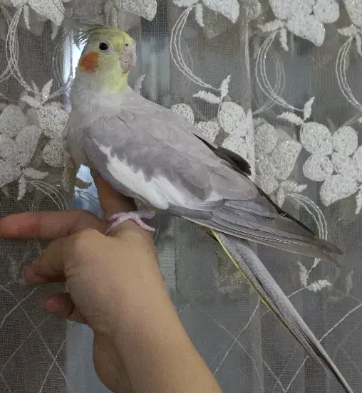 عروس هلندی|پرنده|تهران, بیسیم|دیوار