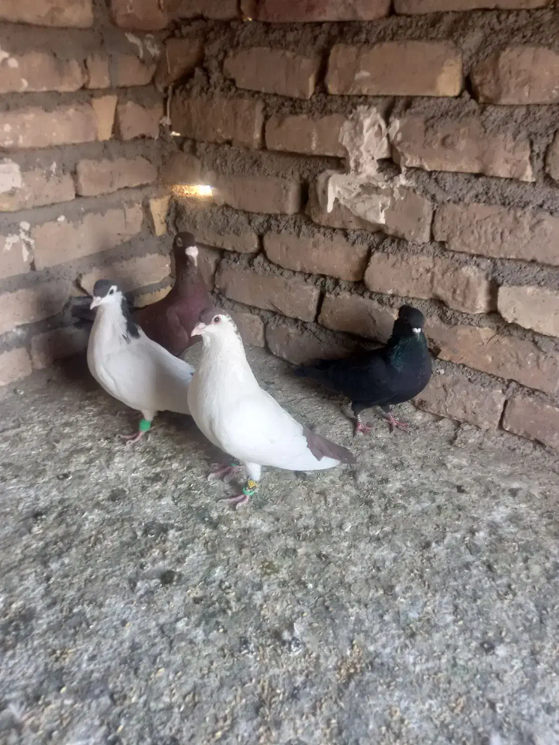 پرشی|پرنده|قائن, |دیوار