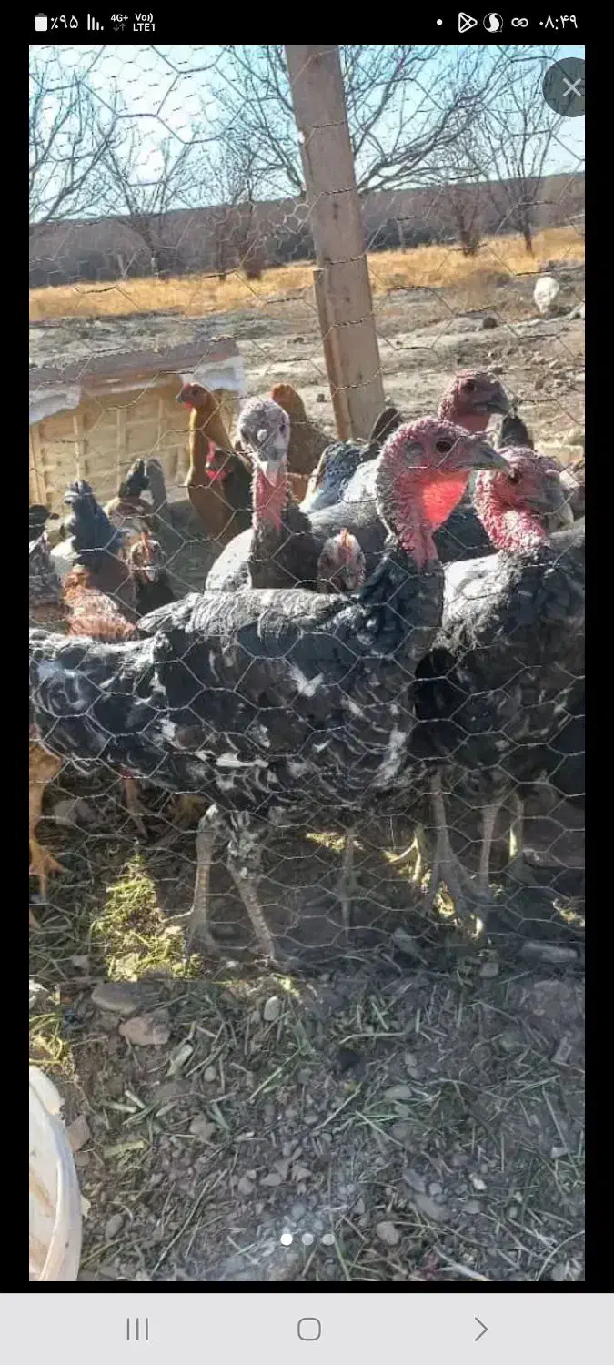 بوقلمون|حیوانات مزرعه|نیشابور, مازول|دیوار