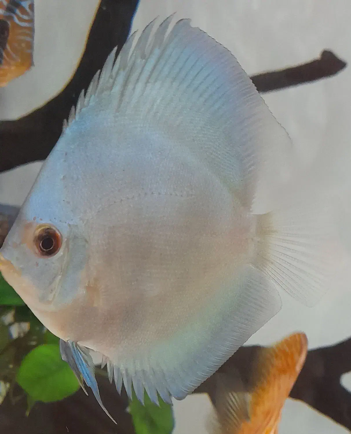 ماهی دیسکس ۲ عدد|ماهی|تهران, مهرآباد جنوبی|دیوار