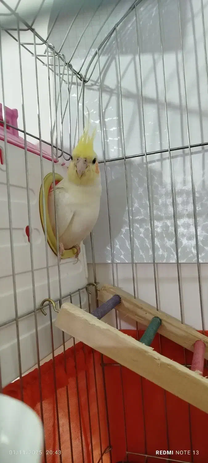 عروس هلندی|پرنده|سرپل ذهاب, |دیوار