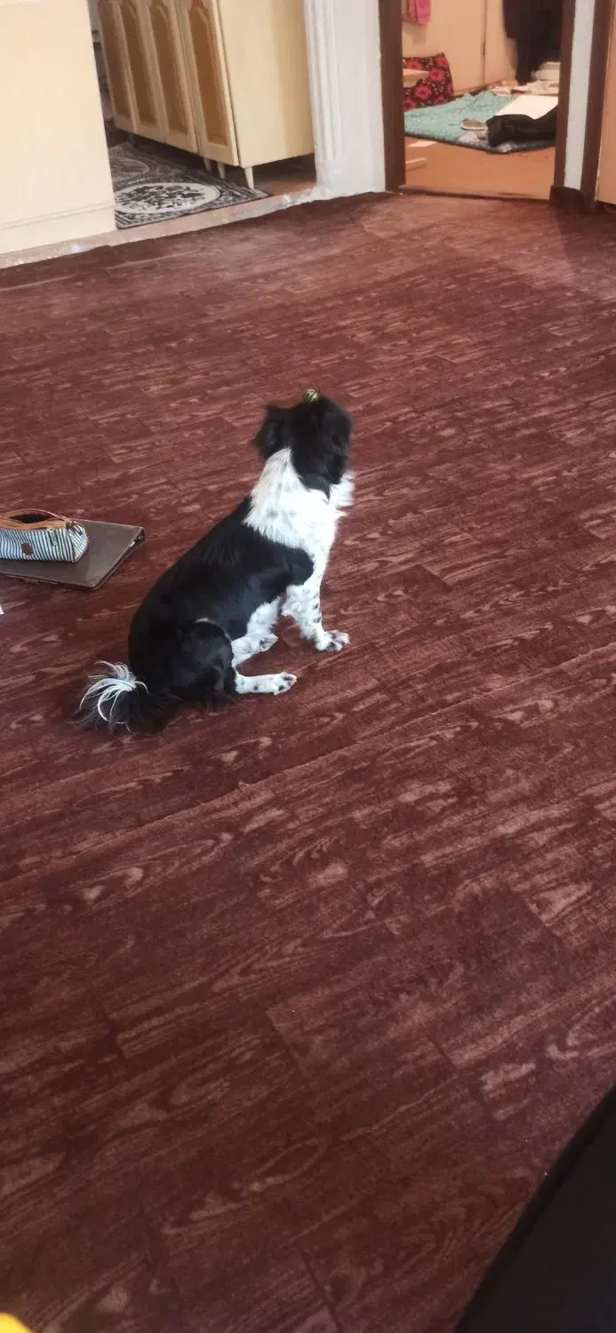 گمشده|حیوانات|چالوس, |دیوار