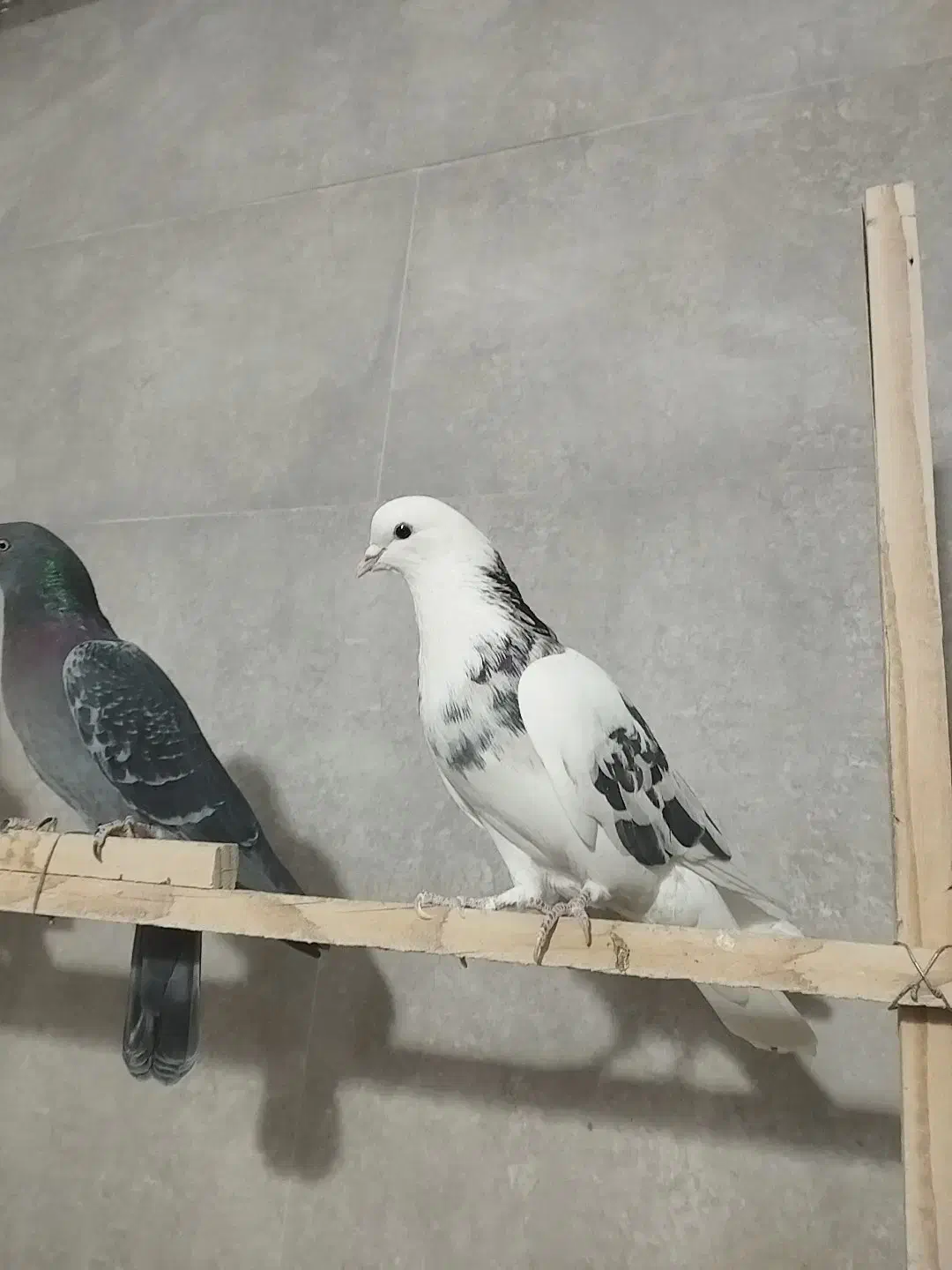 چند عدد کبوتر پرشی|پرنده|شاهرود, |دیوار