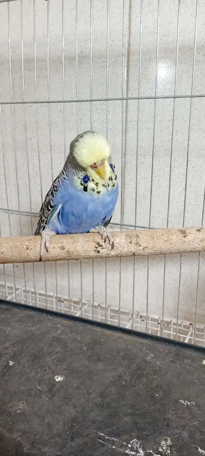 مرغ عشق انگلیسی|پرنده|تهران, مشیریه|دیوار