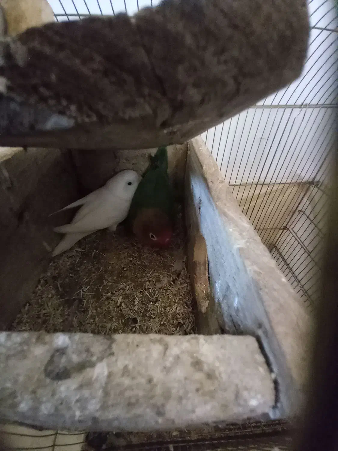 معاوضه برزیلی با عروس|پرنده|نقده, |دیوار