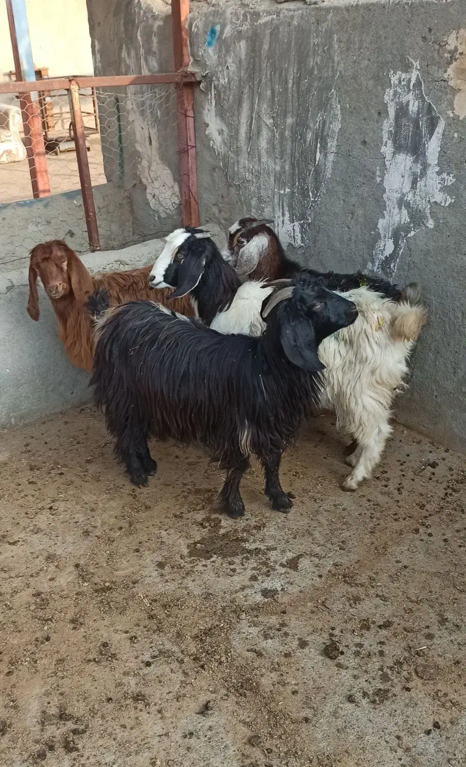 ۴ عدد بزغاله برای نگهداری و سربریدن و قربانی کردن|حیوانات مزرعه|میاندوآب, |دیوار