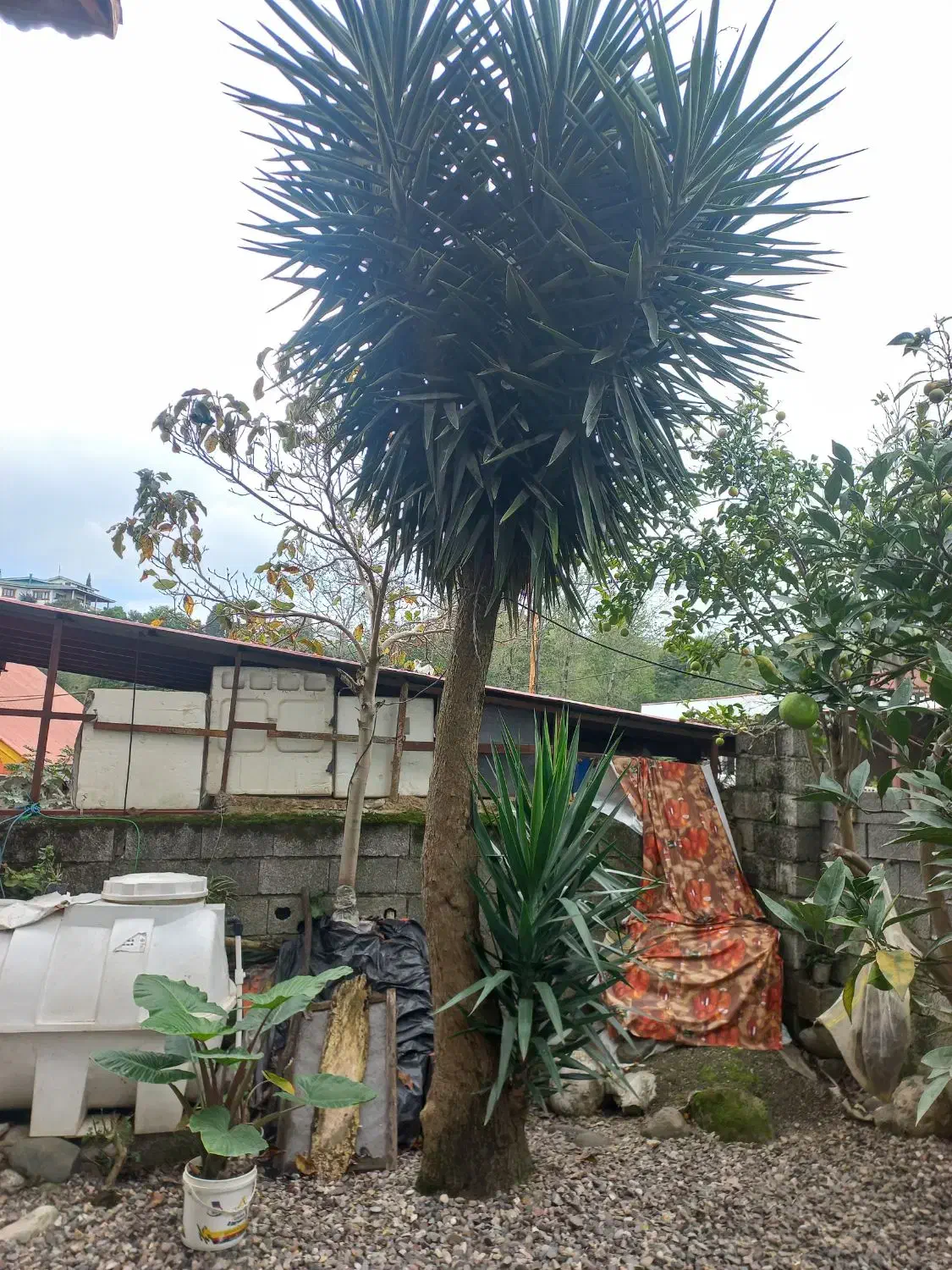 یوکا|گل و گیاه طبیعی|رحیم‌آباد, |دیوار