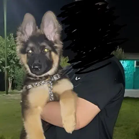 گمشده ژرمن این سگه مریضه باید دارو بخوره|حیوانات|دوگنبدان, |دیوار