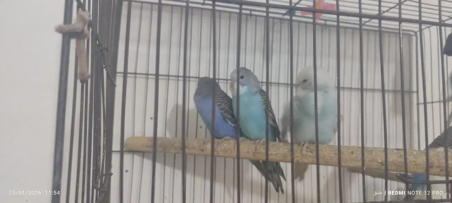 مرغ عشق دوماهه|پرنده|قرچک, زیبا شهر|دیوار