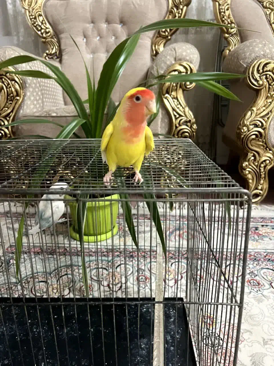 کوتوله|پرنده|نیشابور, خط کاشمر|دیوار