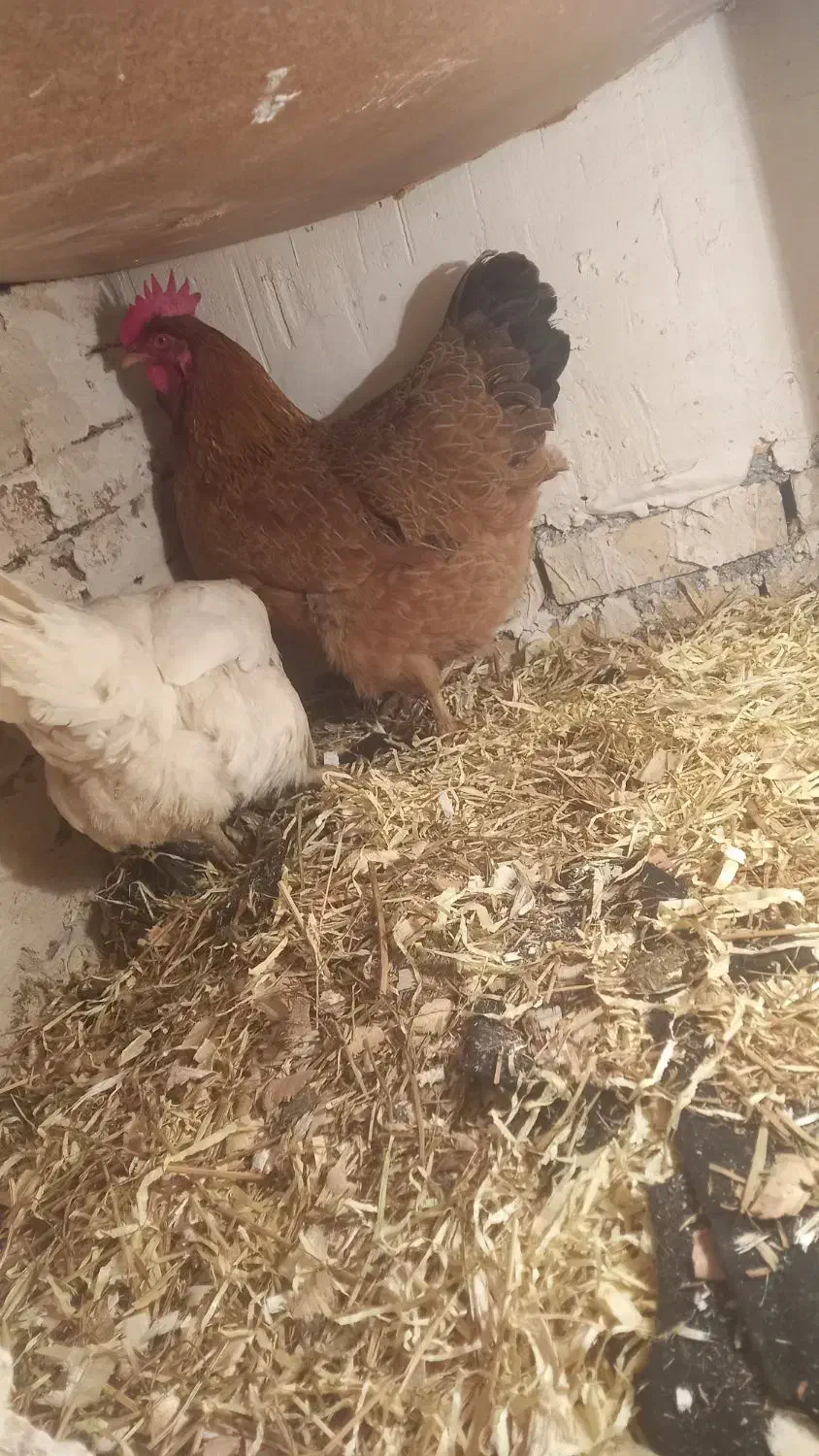 مرغ تخمگذار|حیوانات مزرعه|خوی, |دیوار