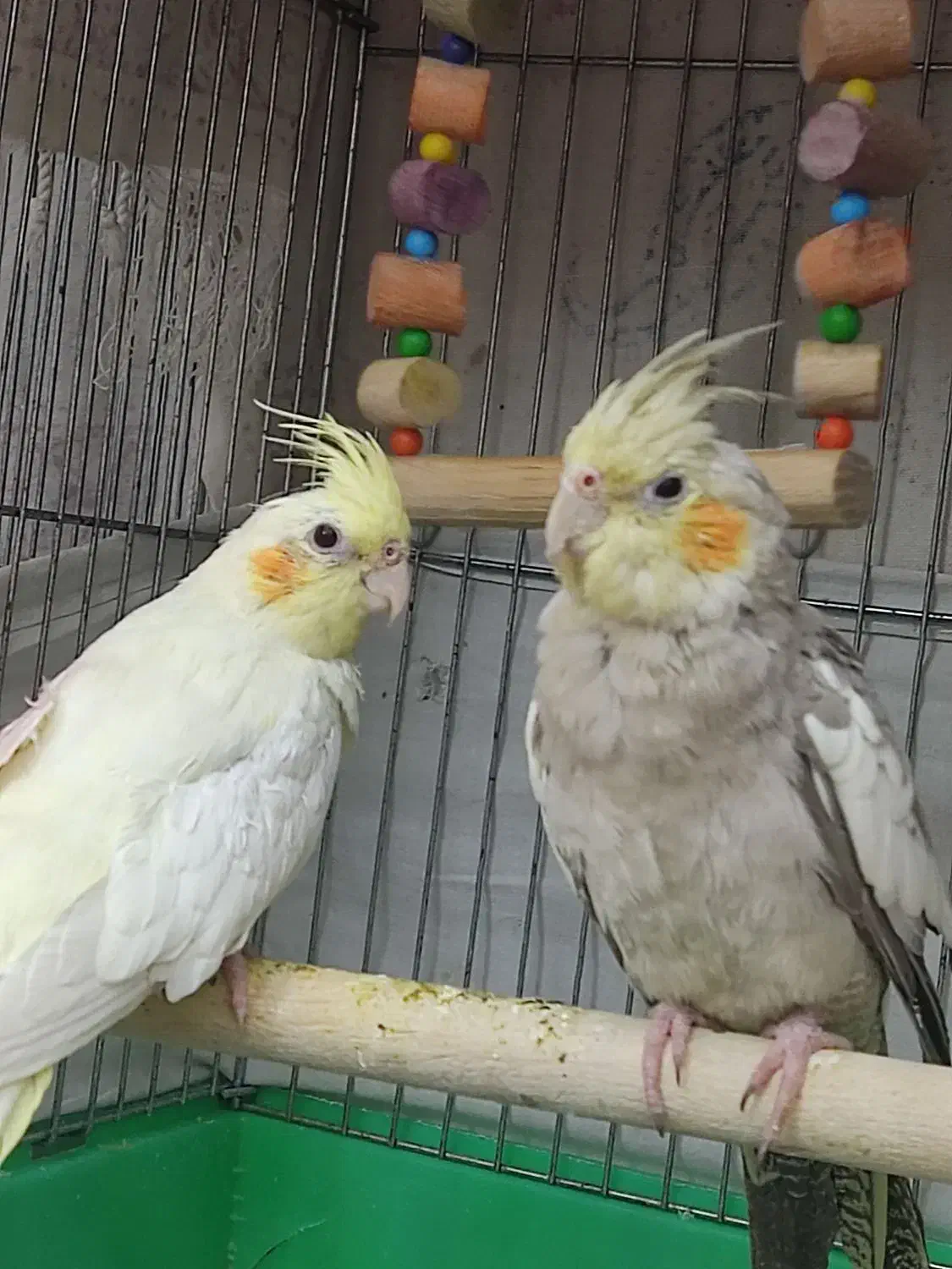 عروس هلندی ماده|پرنده|قرچک, شهرک الحدید|دیوار