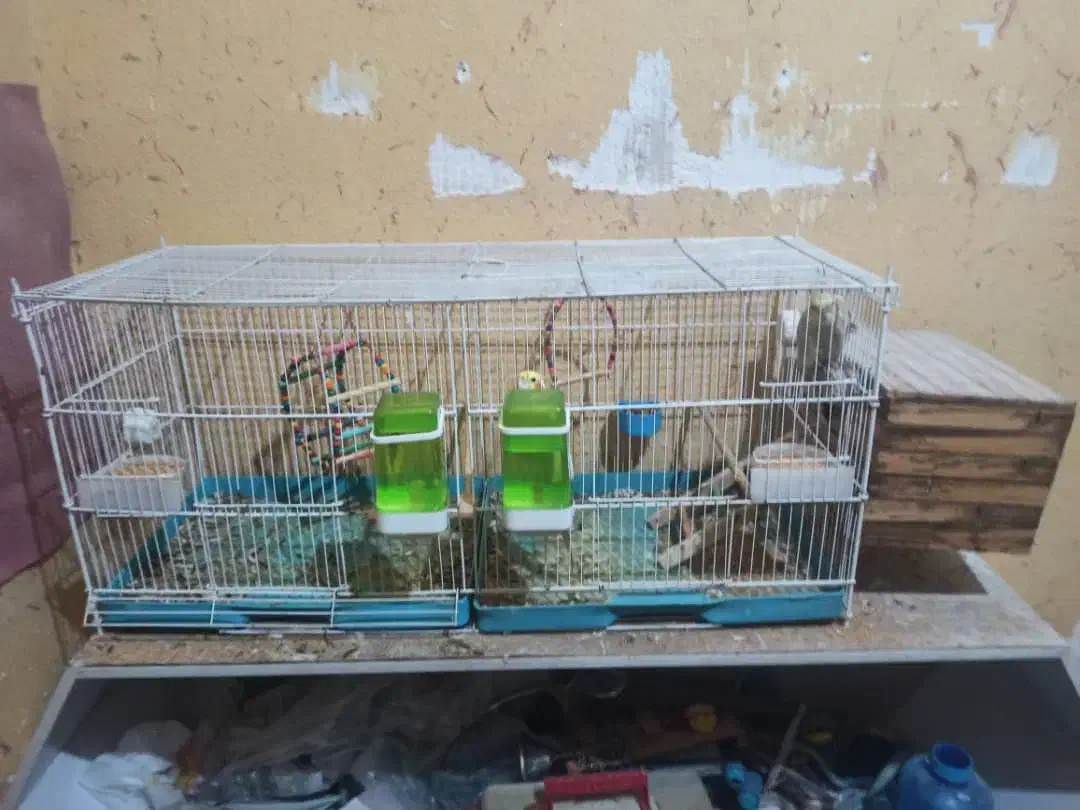 عروس هلندی به شرط تخم و جوجه|پرنده|خور (فارس), |دیوار