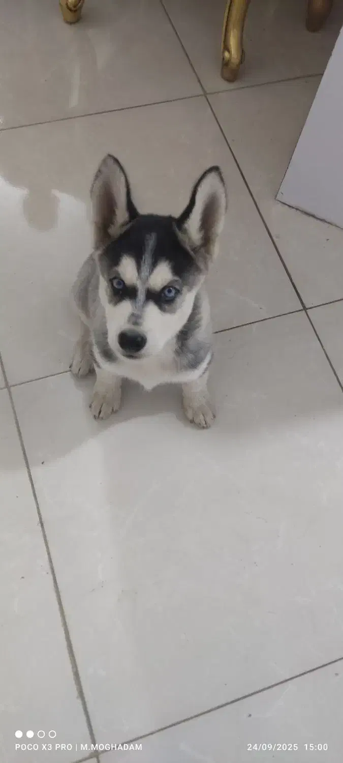گمشده توله هاسکی|سگ|مشهد, کشف|دیوار