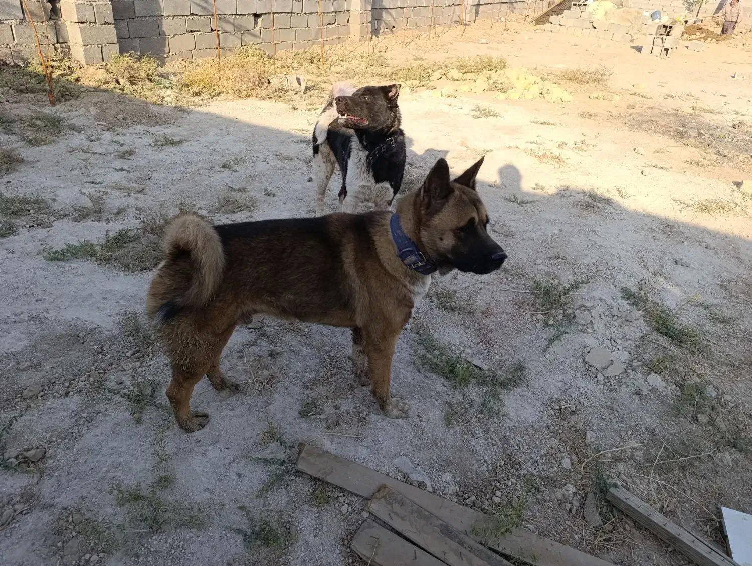 آکیتا آمریکایی|سگ|پاکدشت, پاکدشت (مامازند)|دیوار