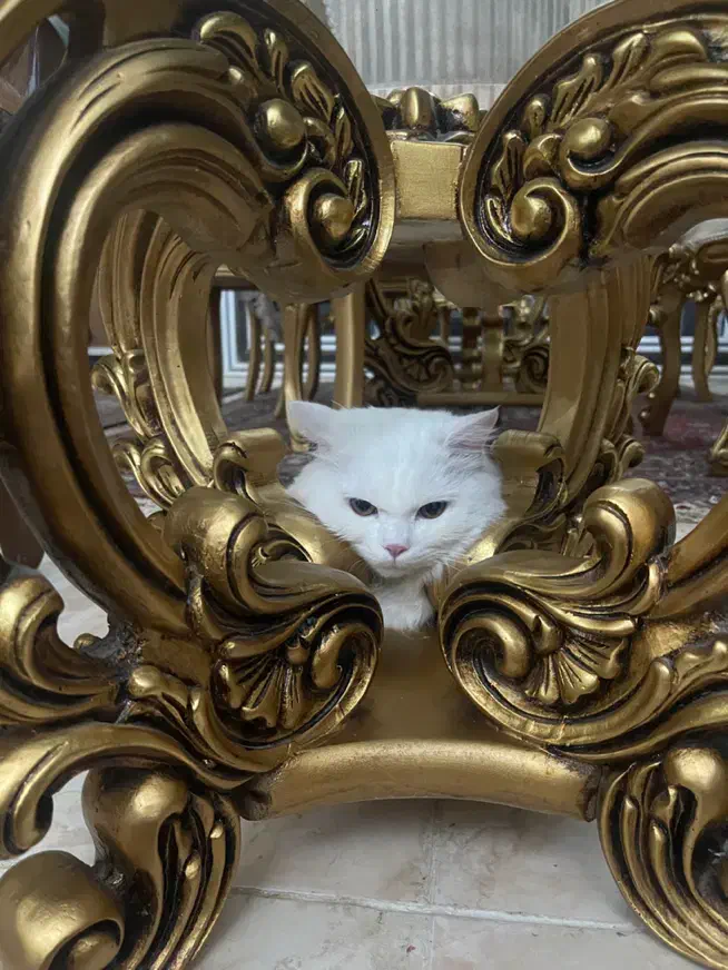 گربه پرشین|گربه|ارومیه, |دیوار